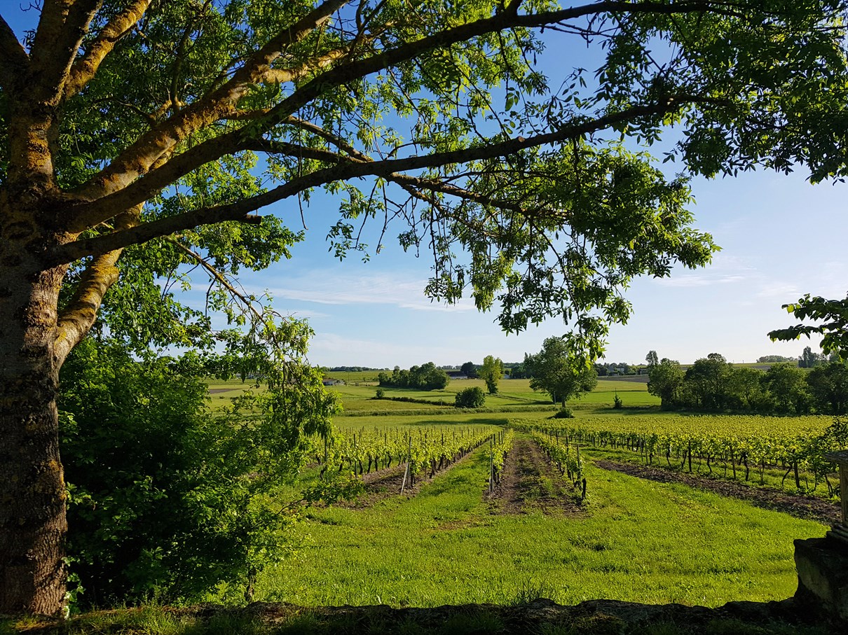 Vines view 6 May 2020